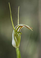 Pterostylis grandiflora