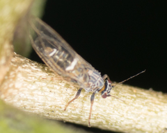 Bactericera cockerelli