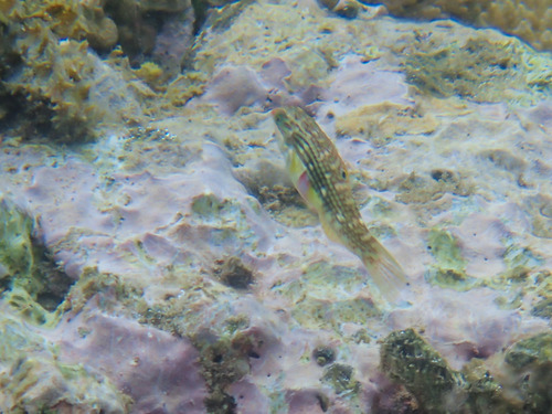 Halichoeres margaritaceus observed 2026-10-09