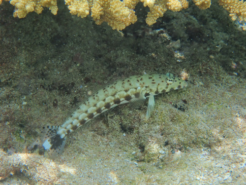 Parapercis millepunctata observed 2026-10-09
