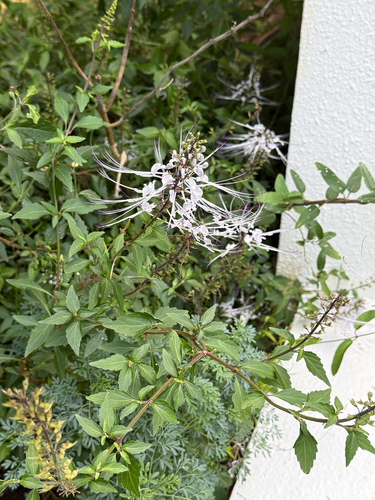 Orthosiphon aristatus observed 2026-10-12
