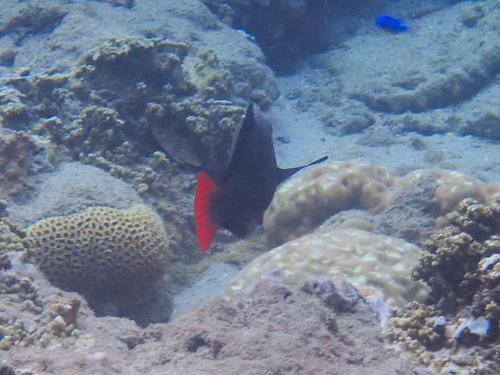 Chlorurus japanensis observed 2026-10-09