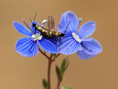 Cauchas fibulella