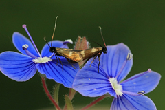 Cauchas fibulella