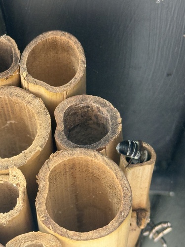 Red-eyed Resin Bee