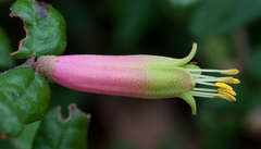 Correa reflexa reflexa