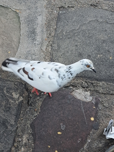 Rock Pigeon