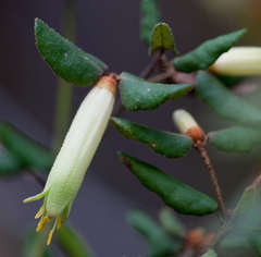 Correa reflexa reflexa