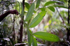 Nephelium