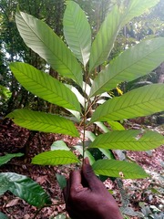 Nephelium