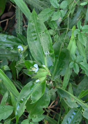 Commelina paludosa (Commelina paludosa)