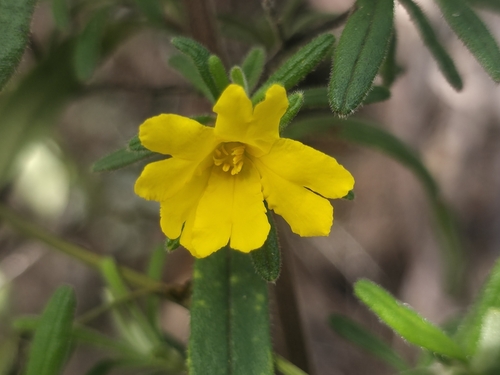 Hibbertia furfuracea observed 2026-10-12