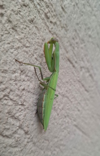 European Mantis