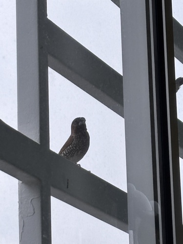 Scaly-breasted Munia