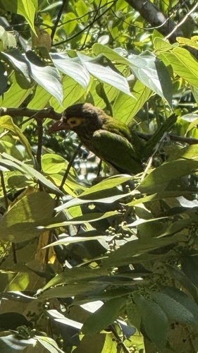 Brown-headed Barbet
