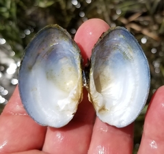 Alasmidonta undulata