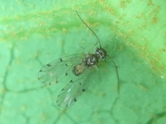 Ectopsocus californicus