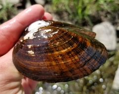 Alasmidonta undulata