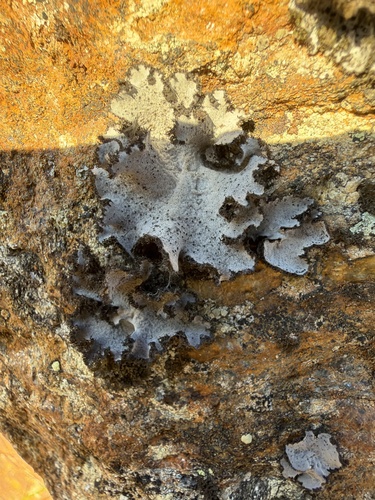 Bacidia observed 2026-10-12
