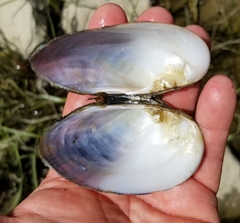 Alasmidonta undulata