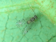 Ectopsocus californicus