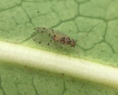 Ectopsocus californicus