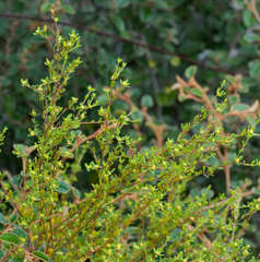 Pimelea serpyllifolia serpyllifolia