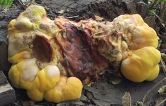 Laetiporus sulphureus