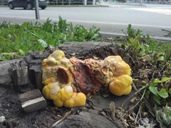 Laetiporus sulphureus