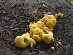 Laetiporus sulphureus
