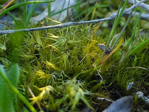 Campylopus clavatus observed 2026-10-11