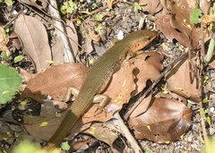 Plestiodon chinensis