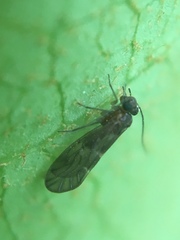 Maoripsocus
