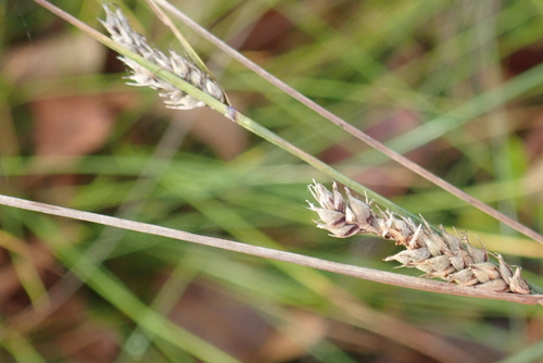 Carex lasiocarpa observed 2026-10-09