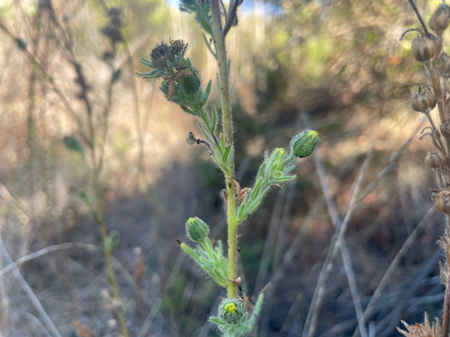 Madia sativa observed 2026-10-11