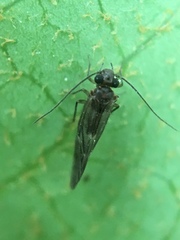 Maoripsocus