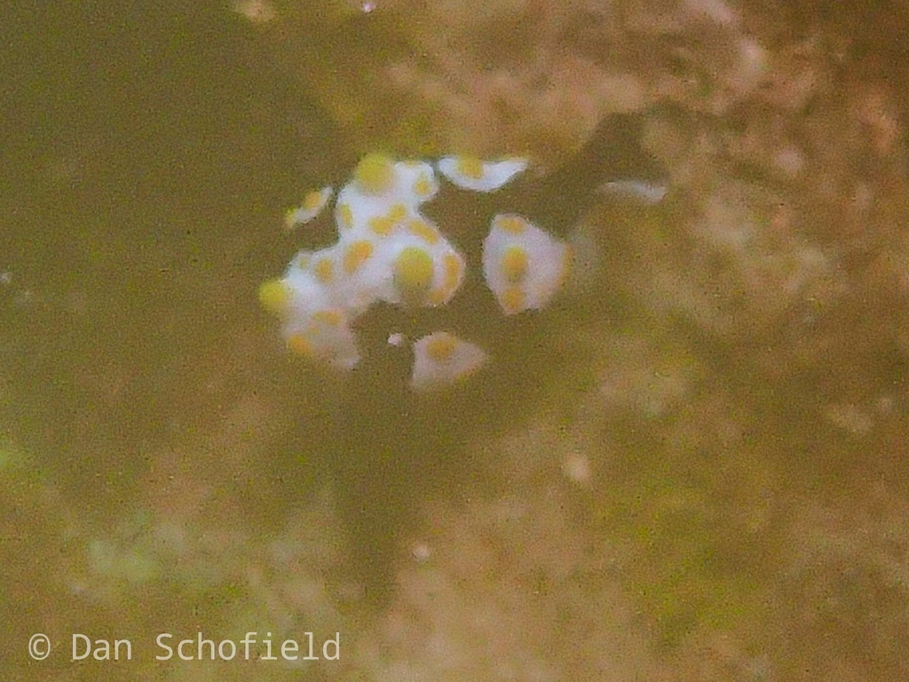 Fried Egg Bubble Snail