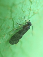Maoripsocus
