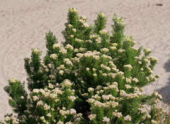 Ozothamnus turbinatus