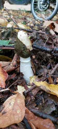 common stinkhorn
