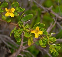 Roepera billardierei