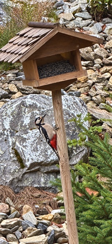 Great Spotted Woodpecker