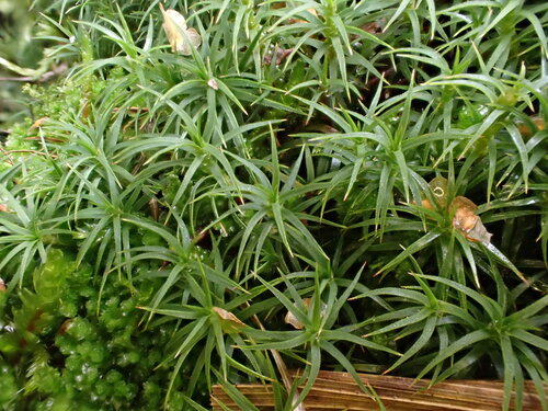 Polytrichastrum alpinum observed 2026-10-09