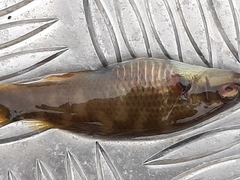 Ctenolabrus rupestris