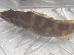 Ctenolabrus rupestris