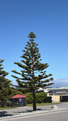 Araucaria heterophylla observed 2026-10-04