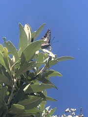 Charaxes