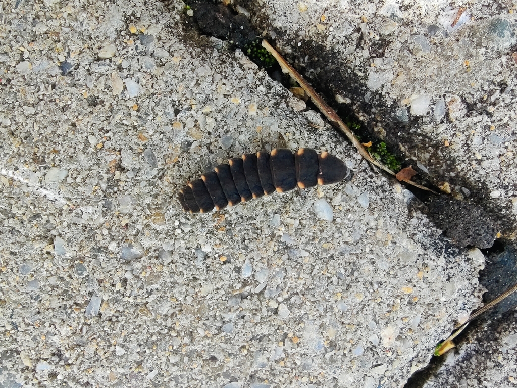 European Glow-worm