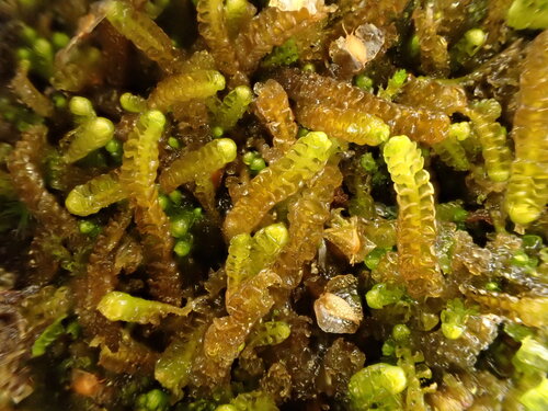Sphenolobus saxicola, 2026-10-09