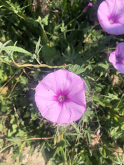 Convolvulus althaeoides althaeoides